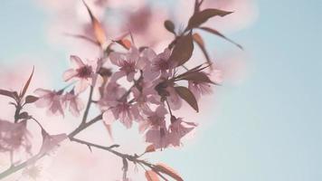 Pink cherry flowers branch in spring bloom. Japanese sakura. Hanami festival. video