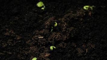 Growing seeds rising from soil time lapse 4k footage. video