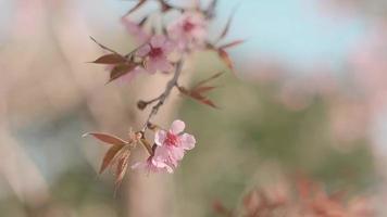 rosa körsbär blommor gren i vår blomma. japansk sakura. hanami festival. video