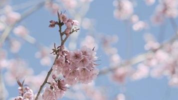 Pink cherry flowers branch in spring bloom. Japanese sakura. Hanami festival. video