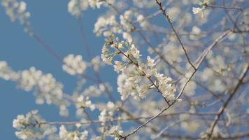White cherry flowers branch in spring bloom. Japanese sakura. Hanami festival. video