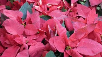 cerca arriba a rojo Navidad tre hojas con viento soplo en jardín debajo Brillo Solar tiempo de día video