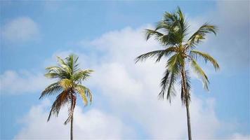 twee groot palm bomen in de blauw zonnig lucht video