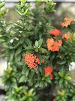 Free photo of beautiful Ixora flowers in the garden taken from a high angle