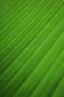 Nature Concept. Closeup of Fresh Green Leaf. Natural Green Surface Texture Background. Macro shot. Vertical image photo