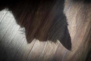 el sombra de el gato. foto
