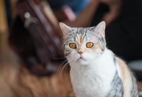 The American wirehair cat. These cats are loving, easygoing, and affectionate companion animals. photo