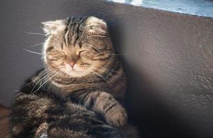 The cute cat sleeping and look like its still dreaming. photo