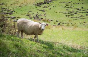 Sheep in agriculture field near One Tree Hill volcanic area in Auckland, North Island, New Zealand. Sheep farming was the country's most important agricultural industry. photo