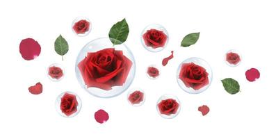 Red rose in bubble with green leaves and rose petals on white background photo