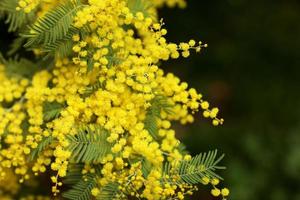 Spring Mimosa flowers. concept of spring season. symbol of 8 March, happy women's day. selective focus. copy space. acacia dealbata. copy space. photo