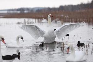 Flock swans swims in the pond. Wintering of wild birds in the city. Survival of birds, nature care, ecology environment concept, fauna ecosystem photo