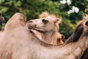 two-humped camels walks in the green Park in summer. Summer camels walks in the Park. selective focus photo