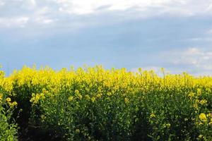 antecedentes de hermosa amarillo campo con floración colza y azul cielo con tormenta nubes Respetuoso del medio ambiente agricultura. foto