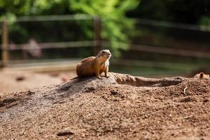 uno sentado natural marmota, suricata Mira fuera de el madriguera. curioso europeo suslik posando a fotógrafo. pequeño sousliks observando foto