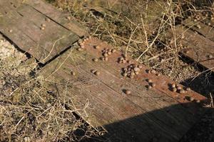 Organic farming, Agriculture, Edible snails on wooden boards. Production of snails. Snail farm. Snails are mollusks with a brown striped shell, at the stage of maturation. photo