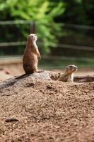 dos marmotas naturales sentadas, meerkats miran fuera de la madriguera. curioso suslik europeo posando para el fotógrafo. pequeños sousliks observando. foto