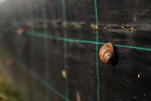 Snail farm. Industrial cultivation of edible mollusks of the species Helix aspersa muller or Cornu aspersum. photo