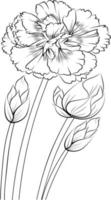 Carnation flower art, vector illustration of a bouquet of dianthus-caryophyllus, in hand-drawn botanical spring elements natural collection line art for coloring page isolated on white background.