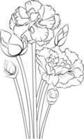 Flowers coloring pages, and book,Vector sketch of carnation flowers, Hand drawn dianthus-caryophyllus, collection of botanical leaf bud illustration engraved ink art style. vector