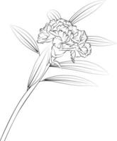 Carnation flower sketch art, vintage style printed for cute flower coloring pages.Vector illustration of a Beautiful flower with a bouquet of gillyflower, and leaves. isolated on white background. vector