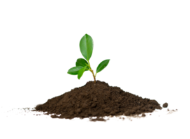 small plant in humus soil png