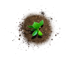 small plant in soil isolated png