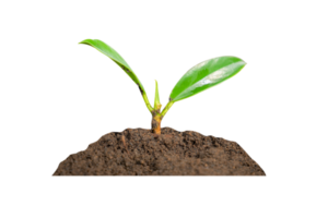 young plant in soil png