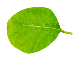 green leaves on transparent background png