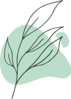 Hand drawn leaf line art with aesthetic shape or aesthetic blob simple decoration png