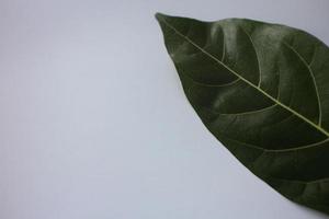 Leaves of jackfruit isolated on a white background. photo