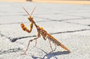 Mantis close up photo