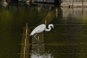 Egret fishing in the water photo