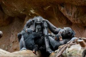 Family of chimpanzees photo