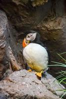 Puffin perched on a rock photo