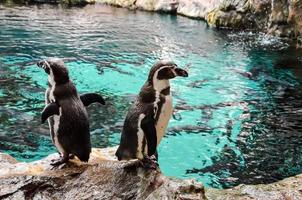 Penguins at the zoo photo