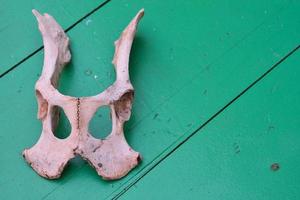 Animal hip bone photo