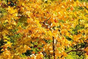 Yellow tree leaves photo