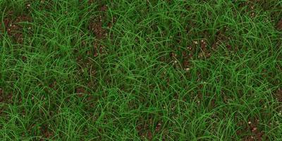 Sparse textured meadow backdrop. Grass texture. Field background. Park lawn pattern. photo