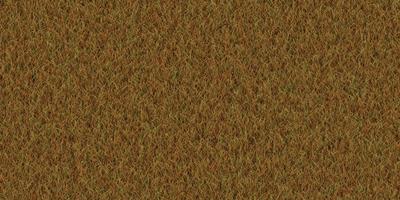 Field background. Park lawn pattern. Textured meadow backdrop. Dry grass texture. photo