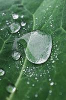 Green leaf with a large drop of dew. Natural, natural photo