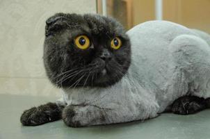 A shorn cat on a table lies photo