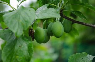 unripe green plum on a branch in the garden photo