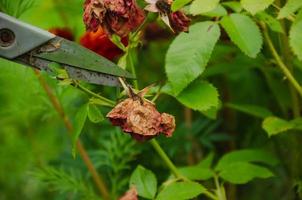 pruning dry flowers in the garden photo