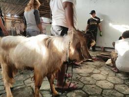 a goat pulled by his master to be slaughtered photo