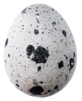 quail eggs isolated for design png