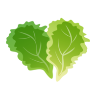 Fresh green leaf lettuce isolated illustration png