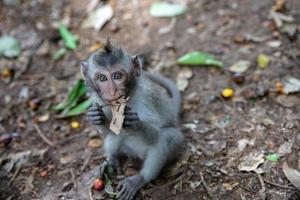 pequeño mono en mono bosque de ubud foto