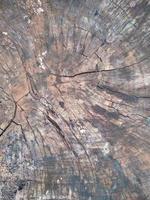 Wood trunk texture suitable for background and element design photo
