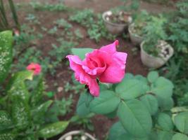 Close up of a pink rose on a dark green background. photo